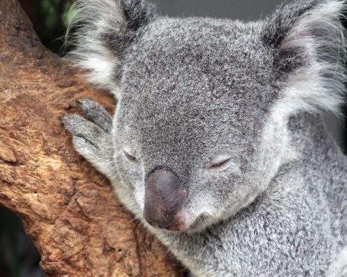 pexels-asko-4396457 پرخوابی